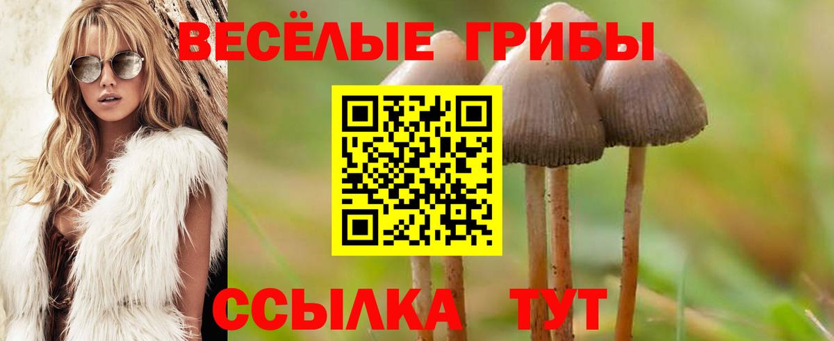 Псилоцибиновые грибы Psilocybine cubensis Осинники